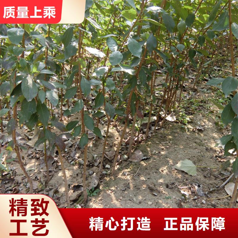 女神李子苗怎么賣批發(fā)零售源頭廠商