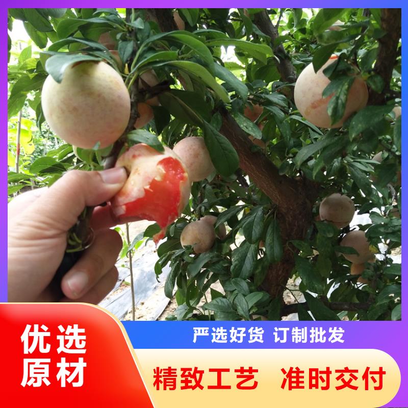 李子,桃樹苗好品質(zhì)選我們精心