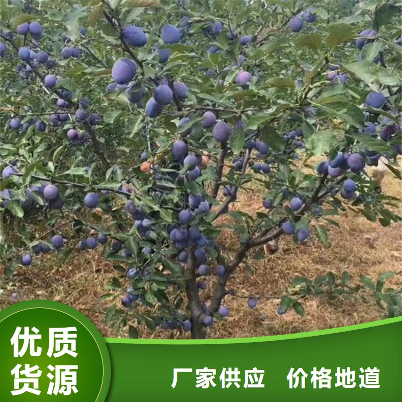 女神李子苗價(jià)格源廠定制