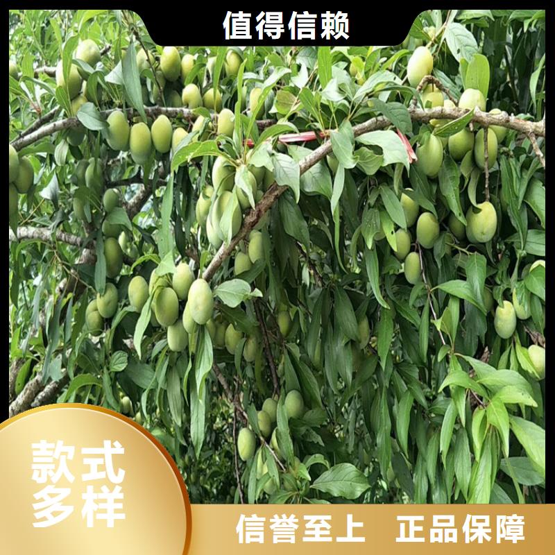 【李子】櫻桃苗細(xì)節(jié)決定品質(zhì)精工制作
