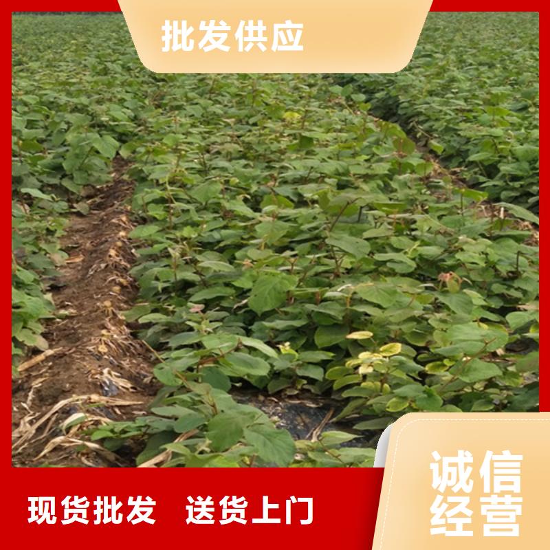 獼猴桃【板栗苗】選擇我們選擇放心服務(wù)周到