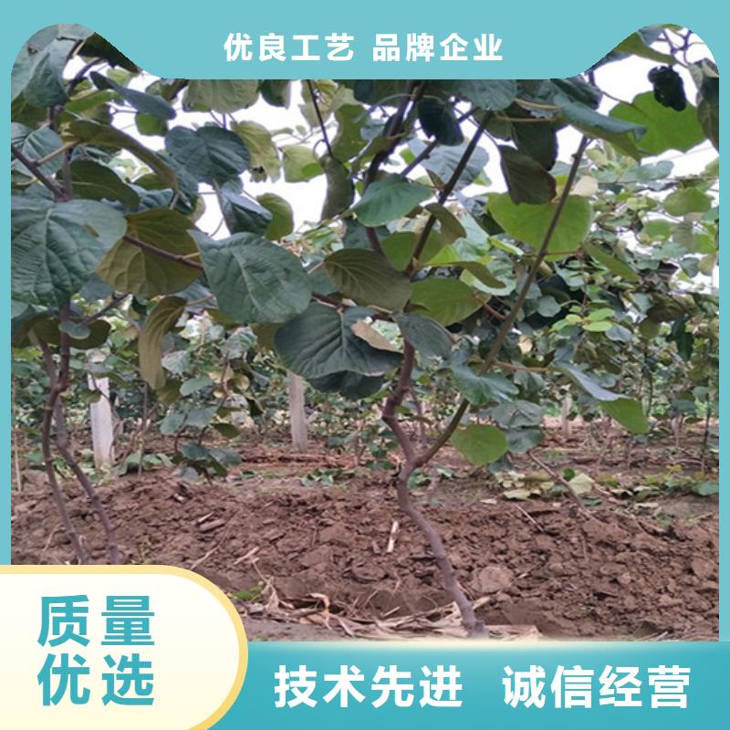 【獼猴桃獼猴桃苗大量現(xiàn)貨供應】廠家規(guī)格全