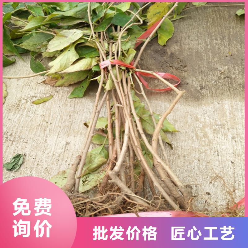 猕猴桃-【蓝莓苗】选择我们没错优选厂家