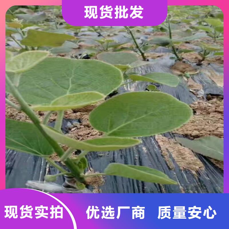 猕猴桃樱桃苗高品质现货销售厂家直发