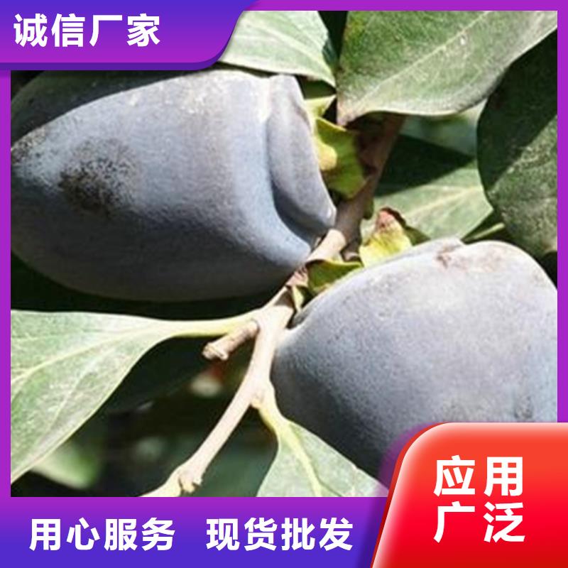 柿子苹果苗分类和特点本地服务商