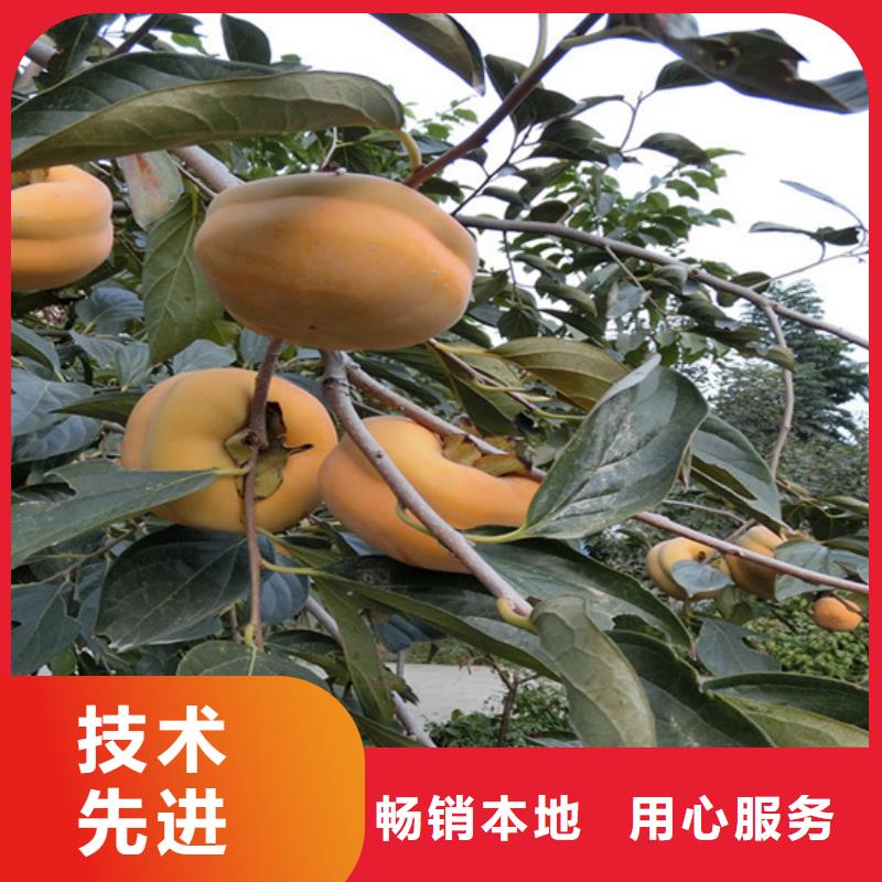 柿子,【板栗苗】实时报价免费安装