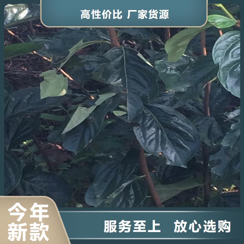 【柿子奶油草莓實(shí)力廠家直銷】價(jià)格合理