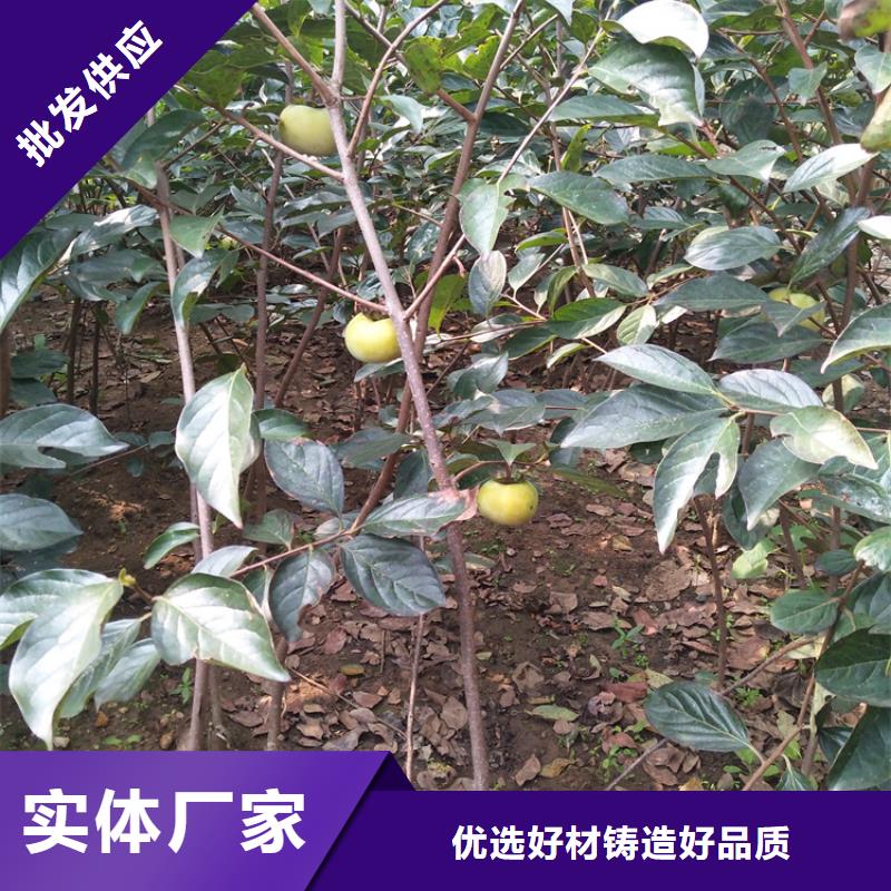 柿子樱桃苗源头厂家经验丰富专注产品质量与服务