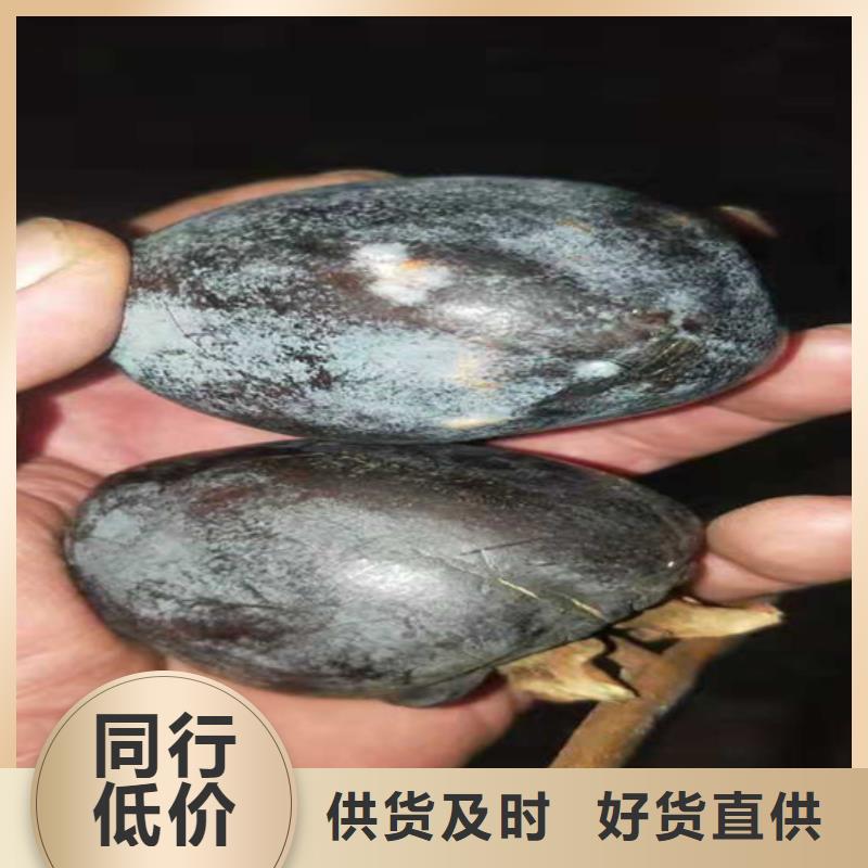 柿子_樱桃苗长期供应现货交易