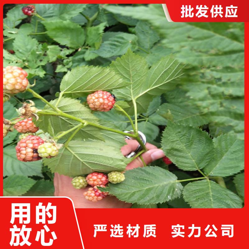 树莓【桃树苗】货源直销生产安装