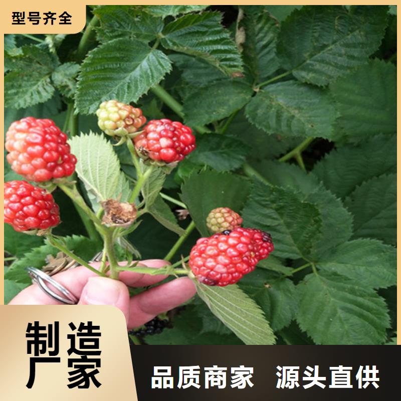 树莓_李子苗用心做好每一件产品用品质赢得客户信赖