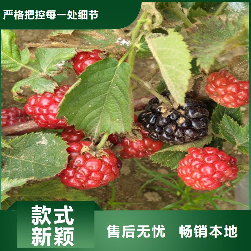 树莓樱桃苗今日新品源头厂源头货