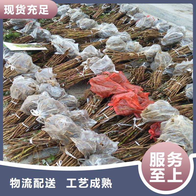 【树莓】桃树苗厂家直销货源充足实力优品
