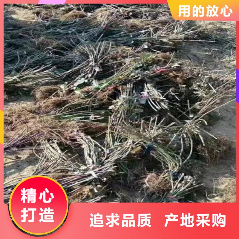 樹莓【桃樹苗】符合標(biāo)準(zhǔn)專注質(zhì)量