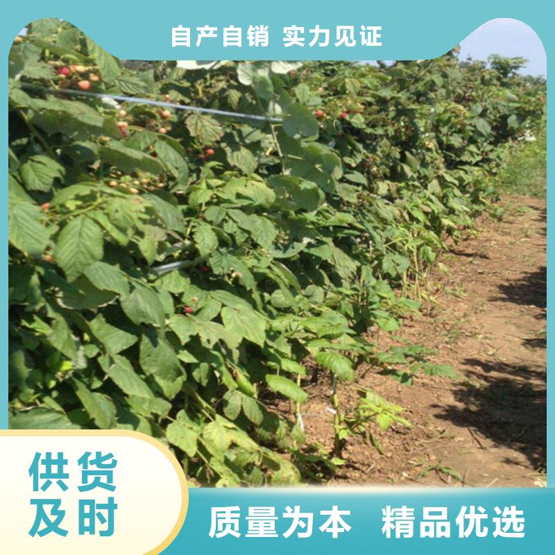 ​树莓_【樱桃苗】就近发货可定制有保障