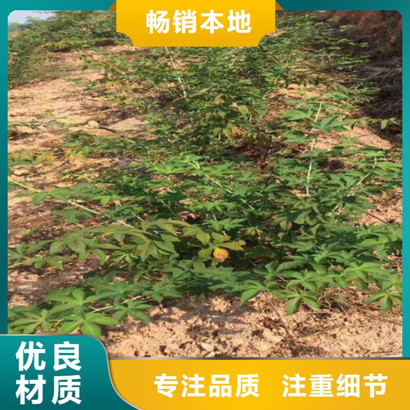 树莓-桃树苗客户满意度高快捷物流