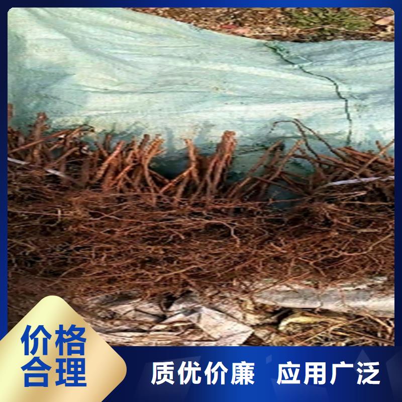 树莓樱桃苗物流配送一站式供应