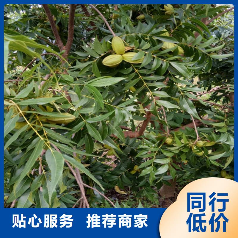 碧根果_葡萄苗打造行业品质应用领域