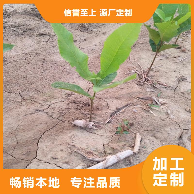 ​【碧根果蓝莓苗多年实力厂家】精选优质材料