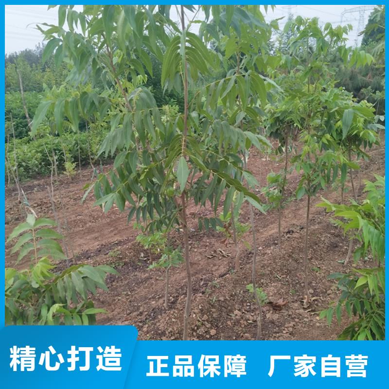 碧根果苹果苗品质做服务当地制造商