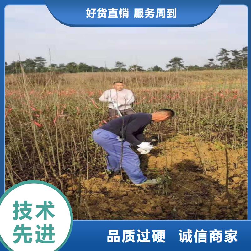 【碧根果】樱桃苗快速生产一站式采购方便省心