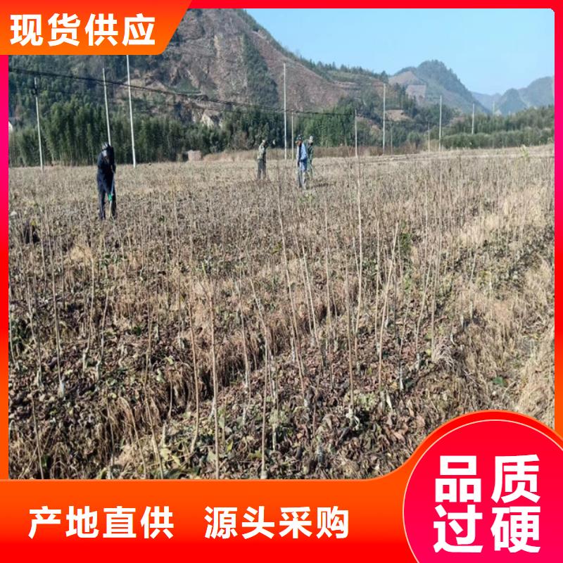 【碧根果樱桃苗价格地道】同城厂家