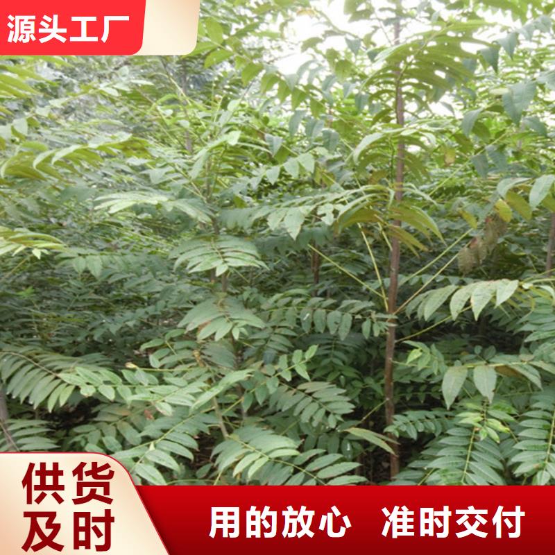 香椿石榴树实力工厂重信誉厂家