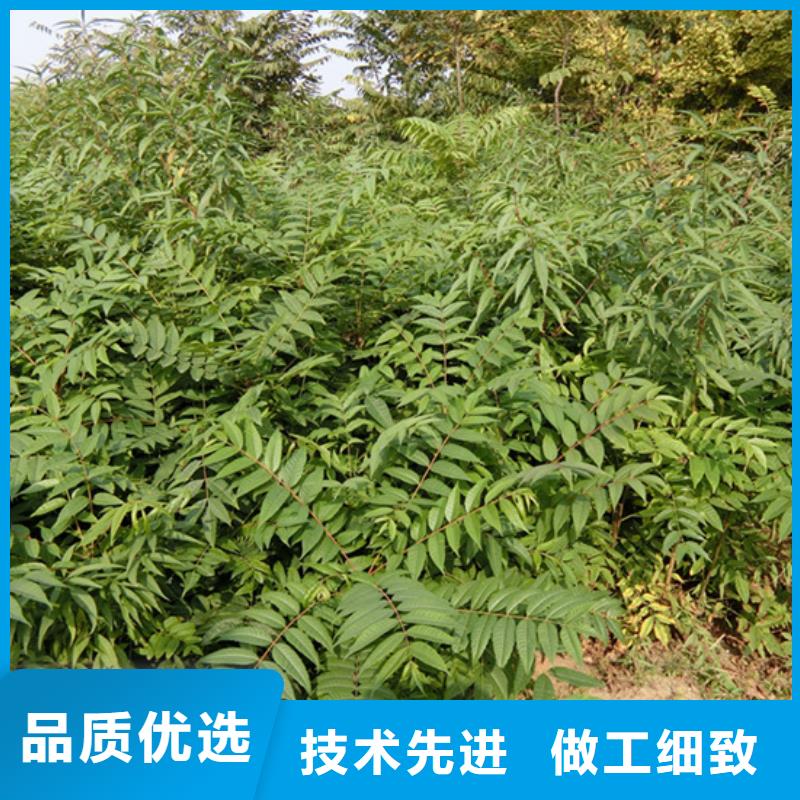 ​香椿梨树苗质量检测工期短发货快