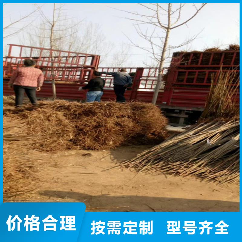 香椿桃樹苗信譽(yù)至上本地公司