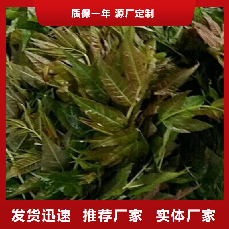 香椿无花果苗支持定制加工同城公司