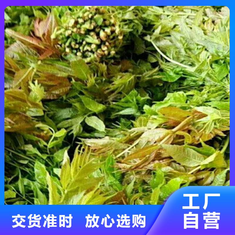 香椿蓝莓苗海量货源当地公司