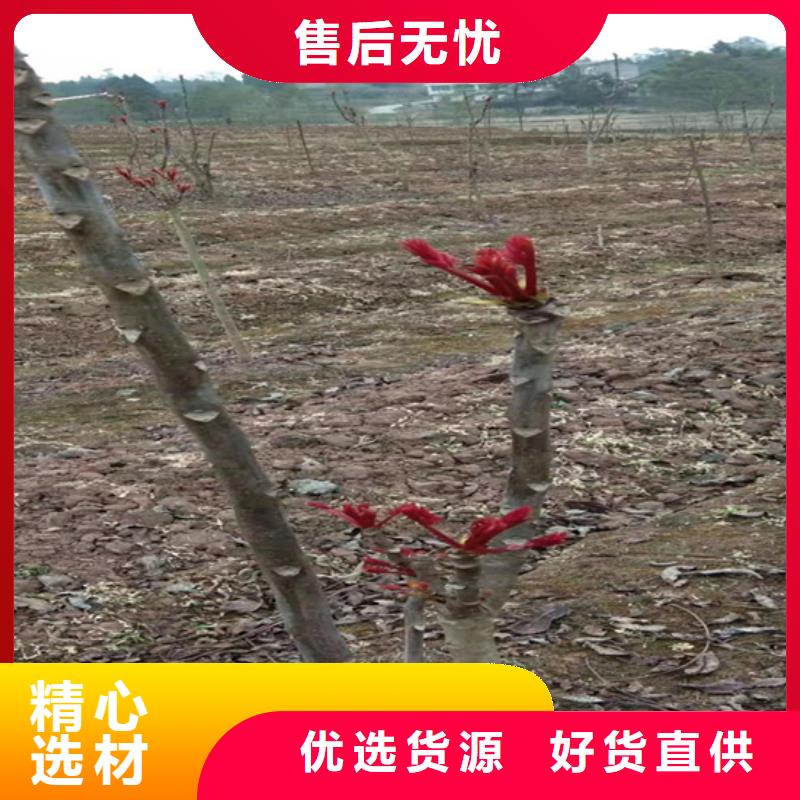 香椿蘋果苗產(chǎn)品參數(shù)【當?shù)亍可a(chǎn)廠家