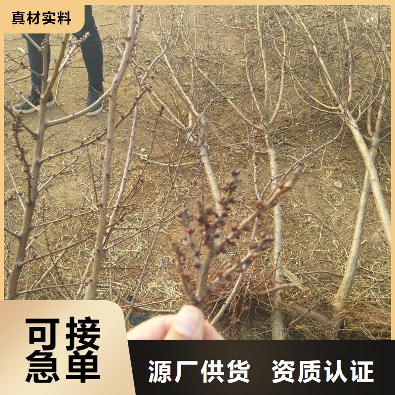 杏樱桃苗设备齐全支持定制当地厂家