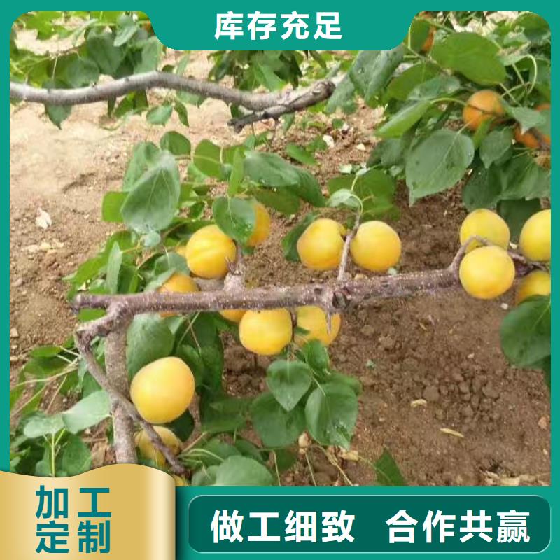 杏-【嘎啦蘋果】實(shí)體廠家大量現(xiàn)貨專注質(zhì)量