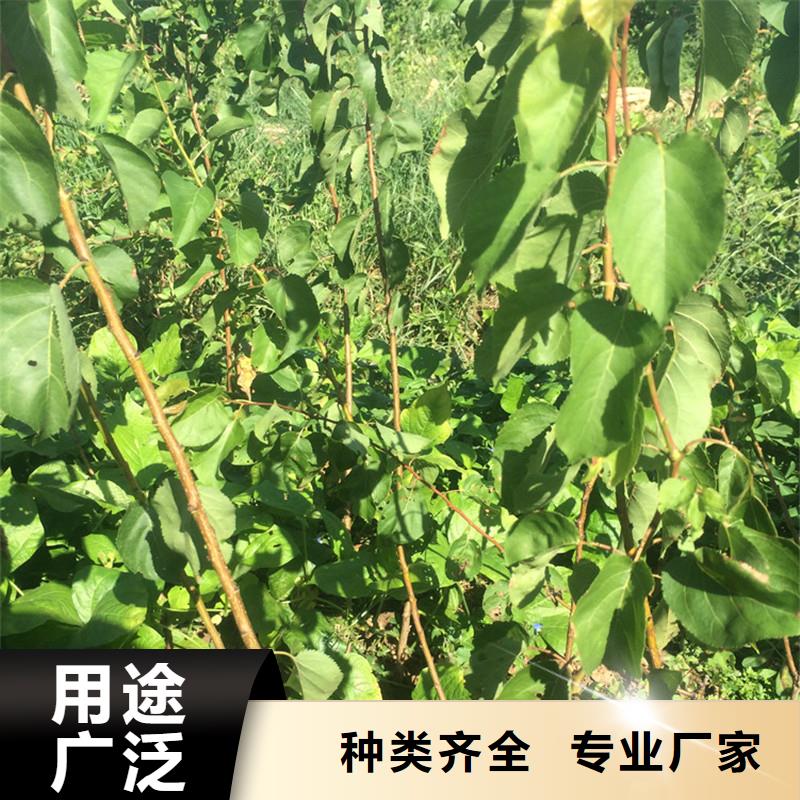 杏桃樹苗值得信賴好產(chǎn)品好服務(wù)