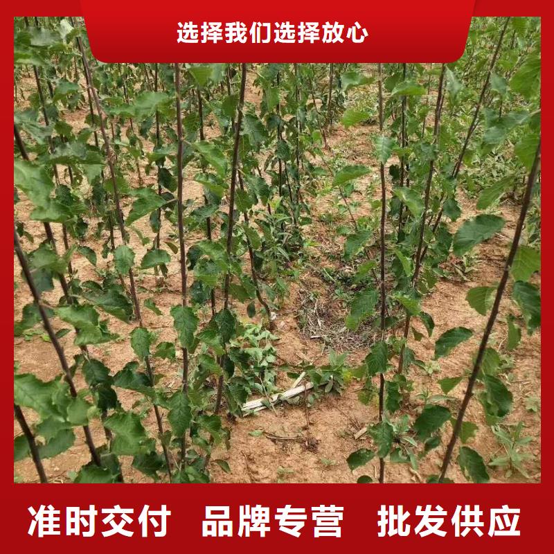 杏,【桃树苗】值得买一站式采购