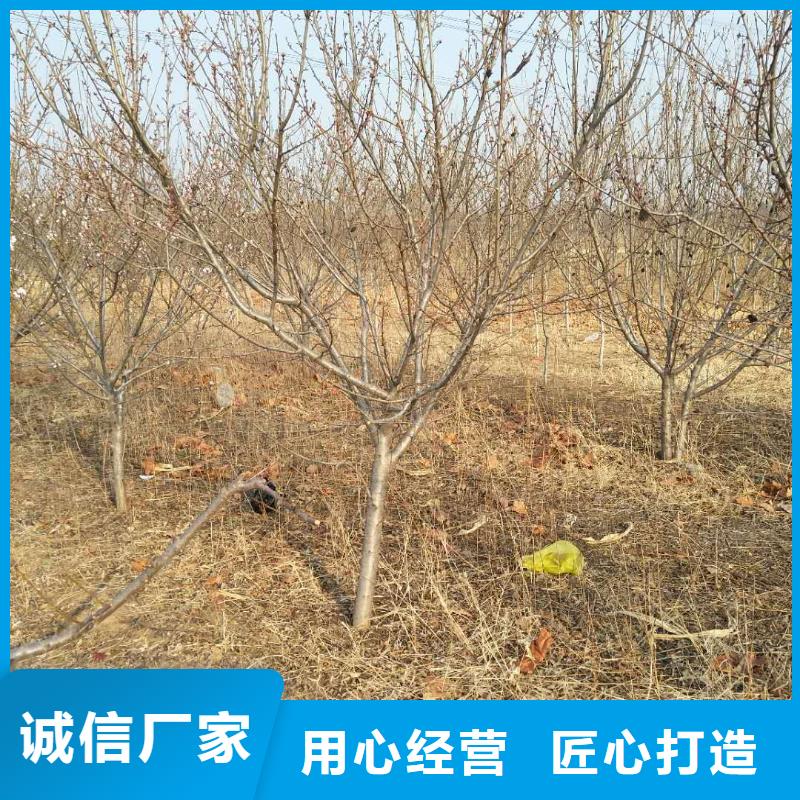 杏,黄瓜苗买的是放心厂家定制