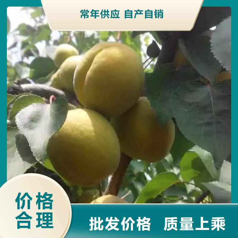 杏黄瓜苗工厂价格同城生产厂家