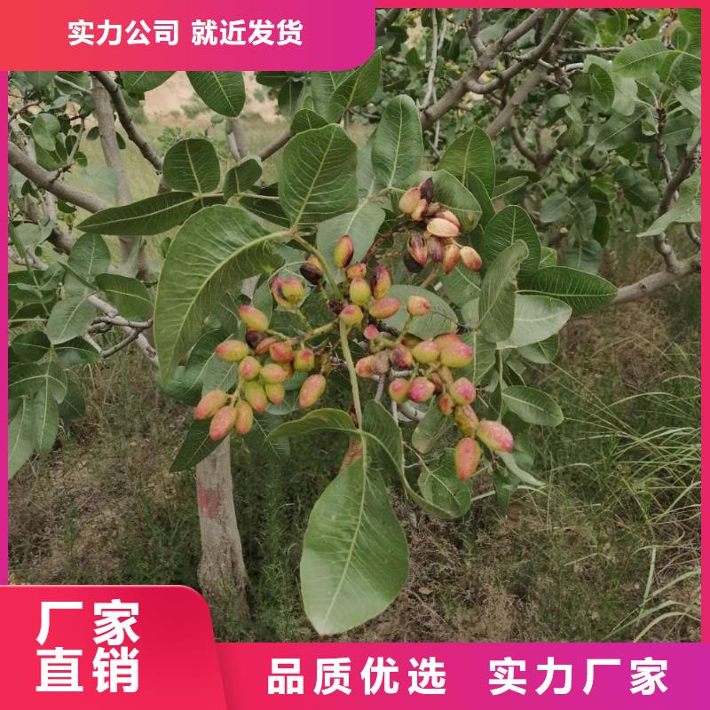 开心果,苹果苗安心购当地供应商