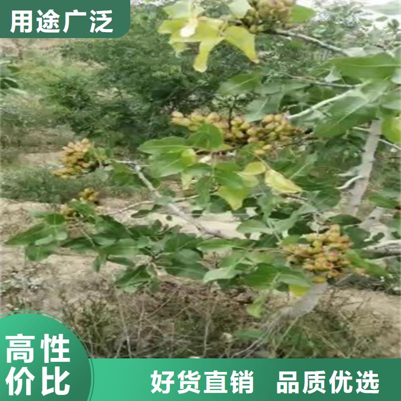 開心果【櫻桃苗】豐富的行業(yè)經(jīng)驗(yàn)廠家直銷售后完善