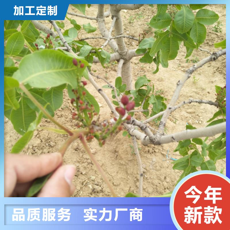 开心果樱桃苗今日新品多种场景适用