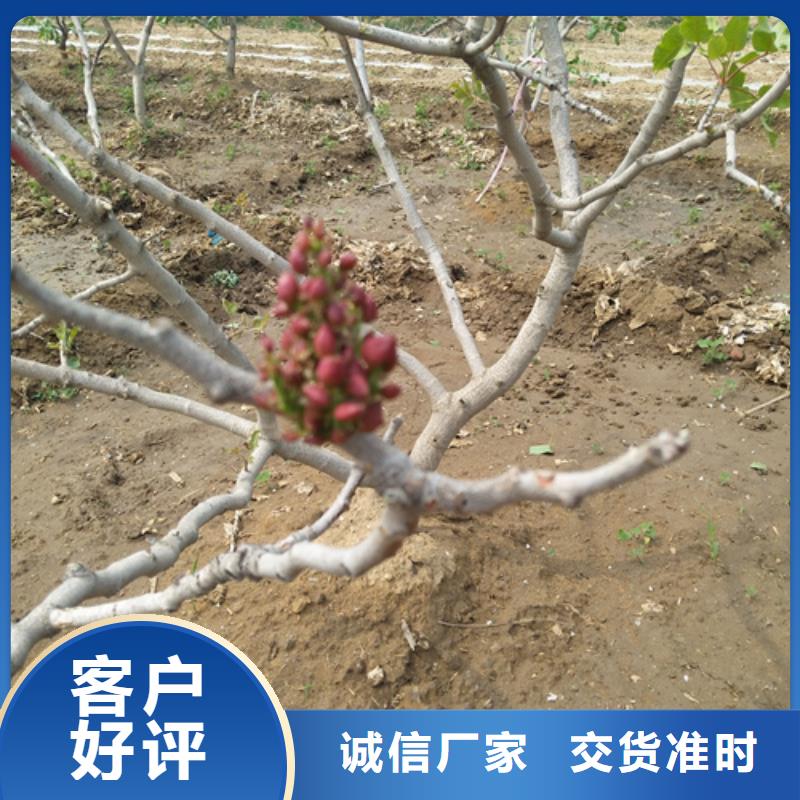 【開心果】桃樹苗定制速度快工期短支持大小批量采購