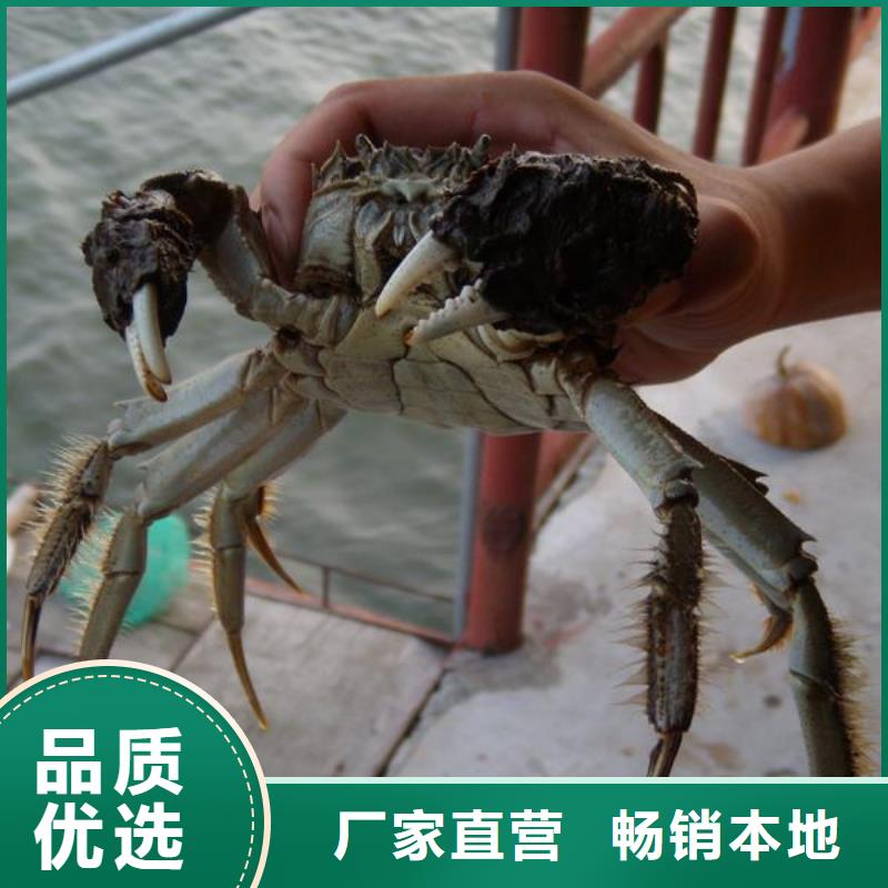 诚信的超大闸蟹生产厂家支持大批量采购
