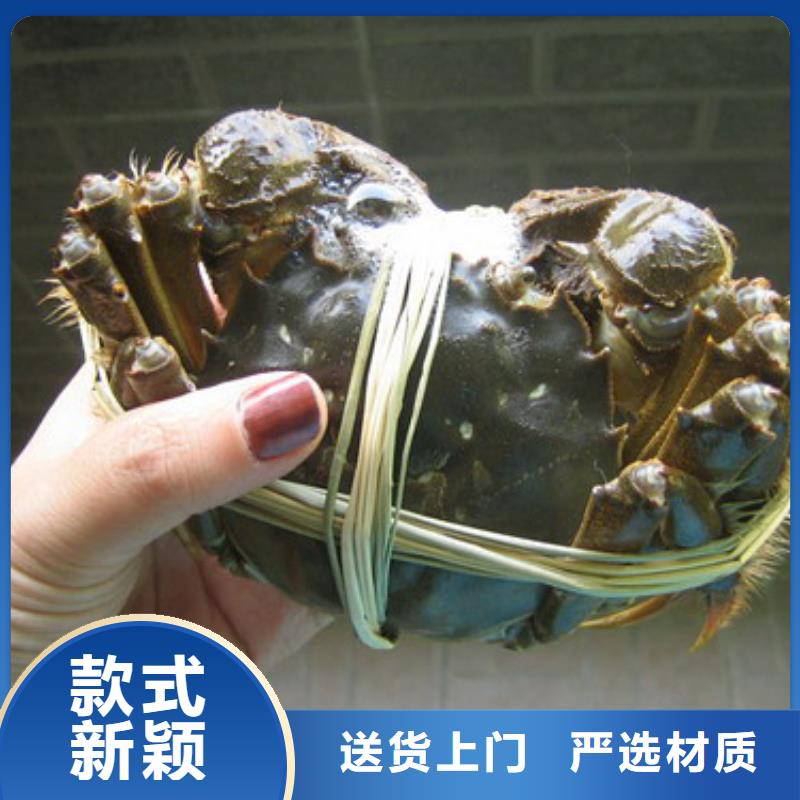 鲜活特大螃蟹的价格源厂定制