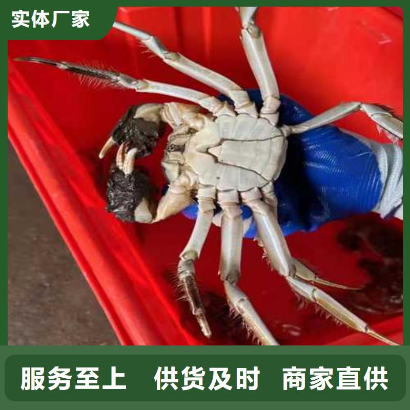 大闸蟹-我们是厂家！本地货源