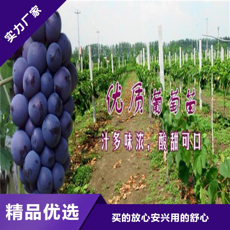 占地葡萄树优选供货商本地生产商