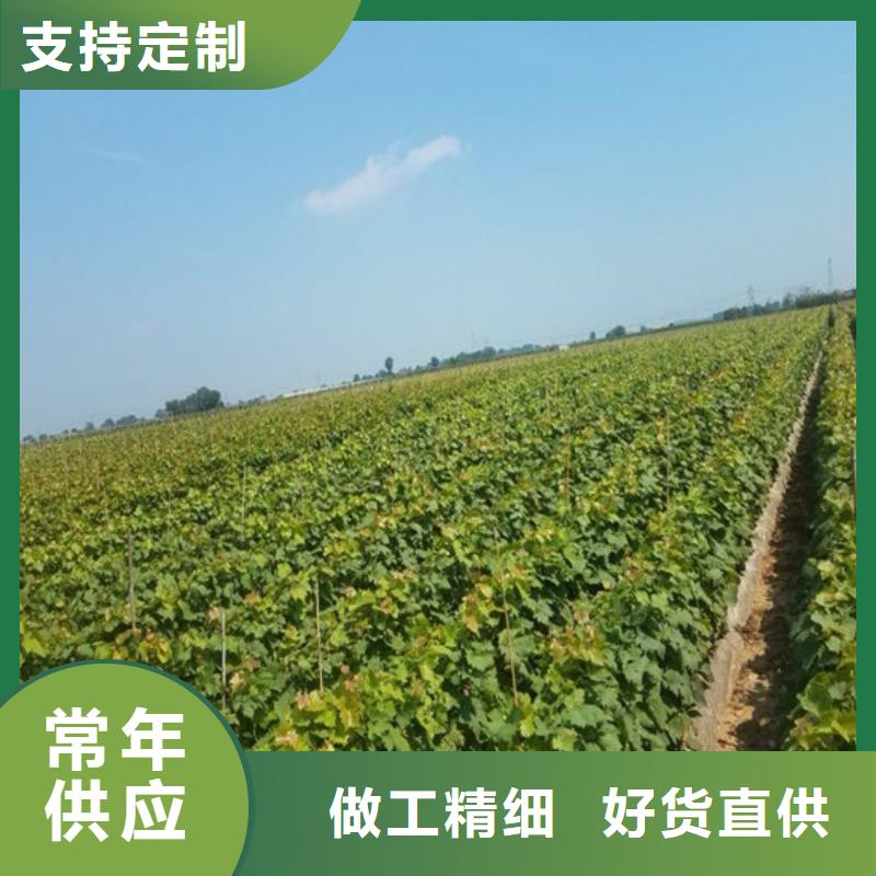 妮娜皇后葡萄苗種植地區(qū)支持批發(fā)零售