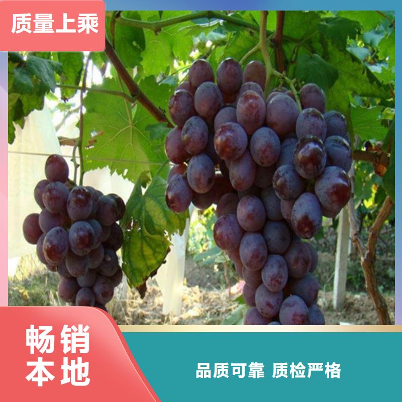 青提葡萄树苗哪里有同城服务商