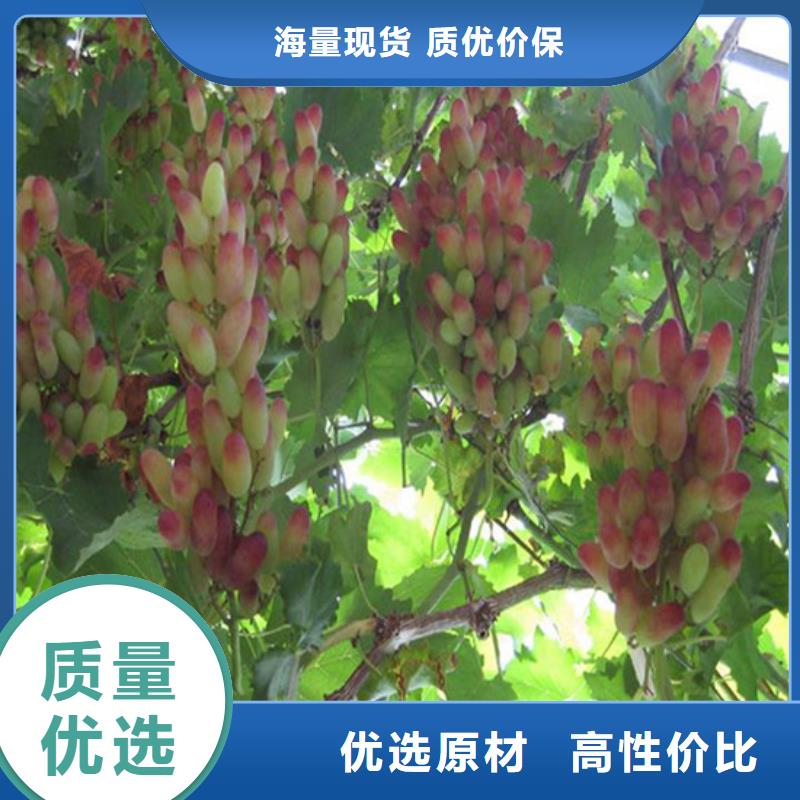 克瑞森葡萄苗-一家專業(yè)的廠家同城服務(wù)商