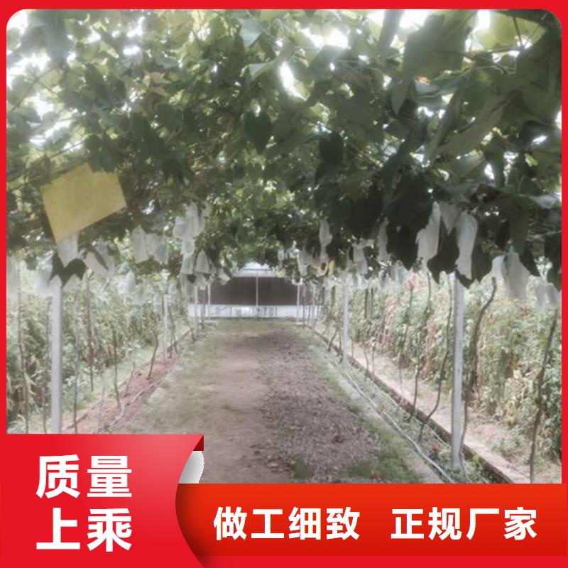 新鄉(xiāng)克瑞森葡萄苗-一家專業(yè)的廠家